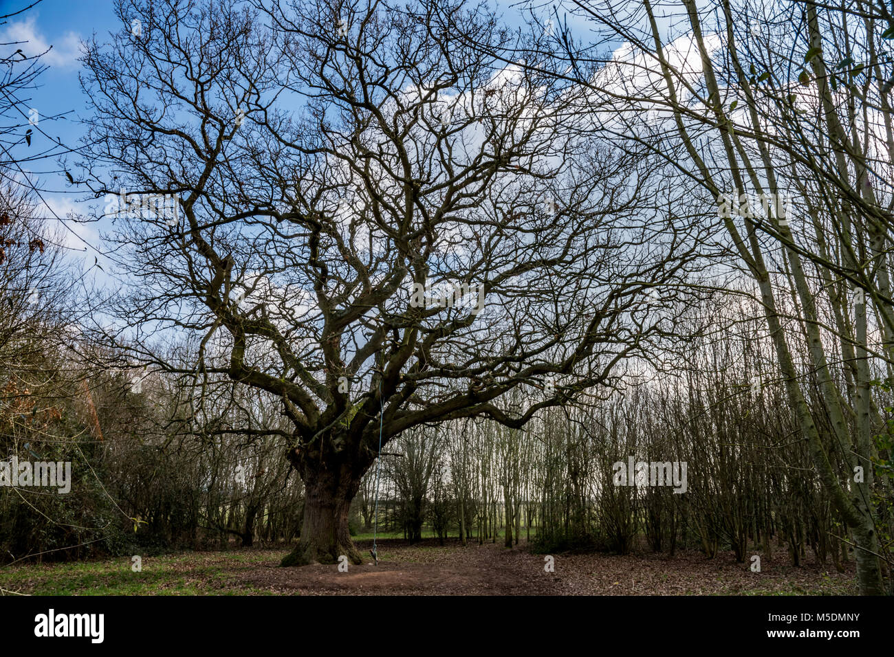 Hereford, UK. 22nd Feb, 2018. A centuries old tree is seen in Drovers