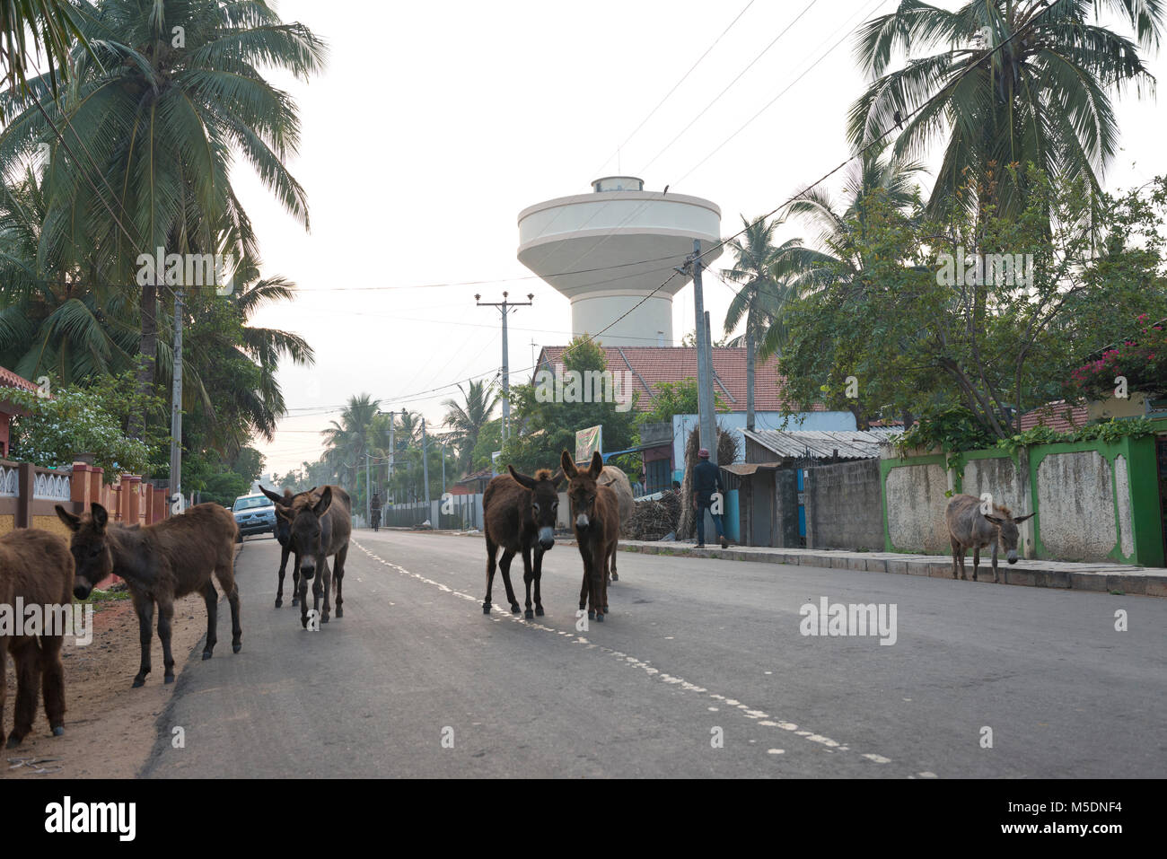 Sri Lanka, Region Mannar, Asia, street szene, donkey Stock Photo