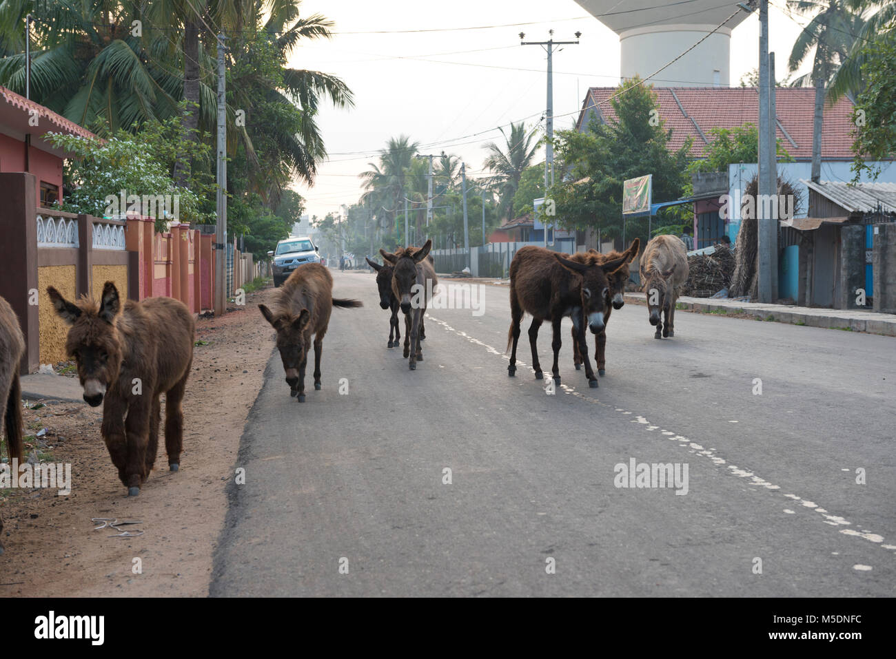Sri Lanka, Region Mannar, Asia, street szene, donkey Stock Photo
