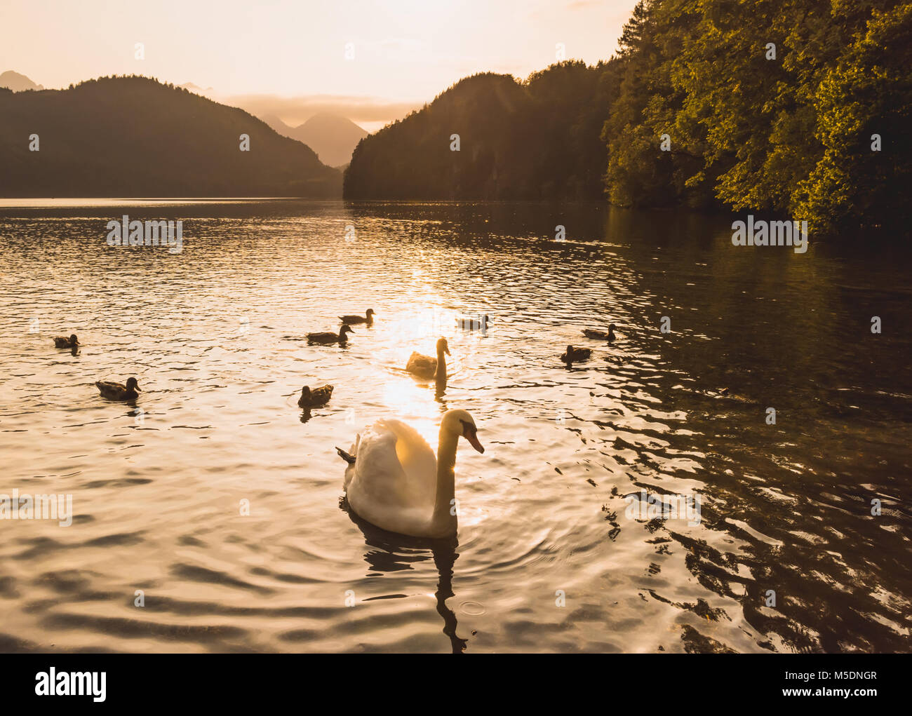White swan sunset water Stock Photo