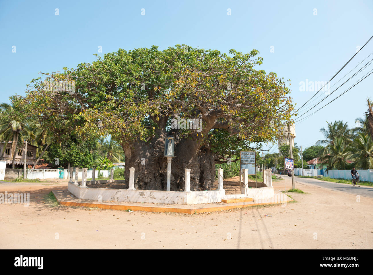 Sri Lanka, Region Mannar, Asia, Baobab Tree Stock Photo