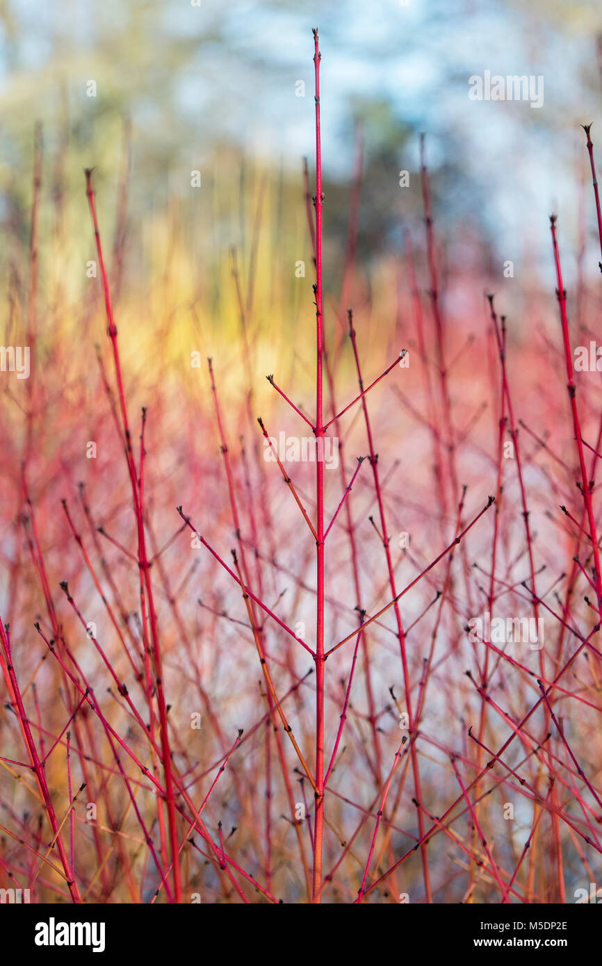 Cornus Sanguinea 'Midwinter Fire'. Dogwood 'Midwinter Fire' coloured ...