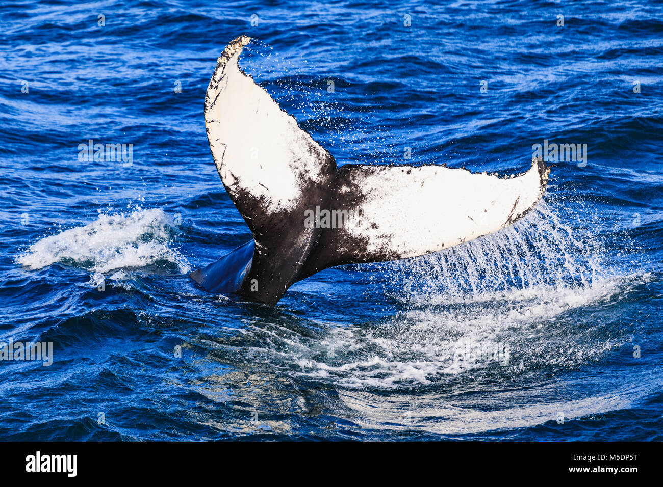 Humpback whale blowing out air getting ready to dive Stock Photo - Alamy