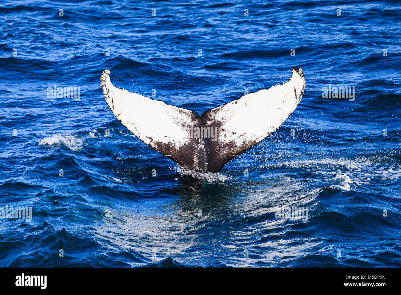 Humpback whale blowing out air getting ready to dive Stock Photo - Alamy