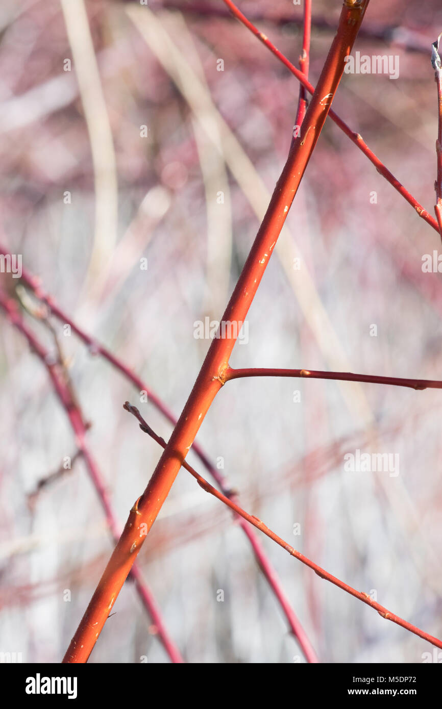 Salix alba var. ‘Vitellina’. Golden willow ‘Vitellina’ stems in winter. England Stock Photo