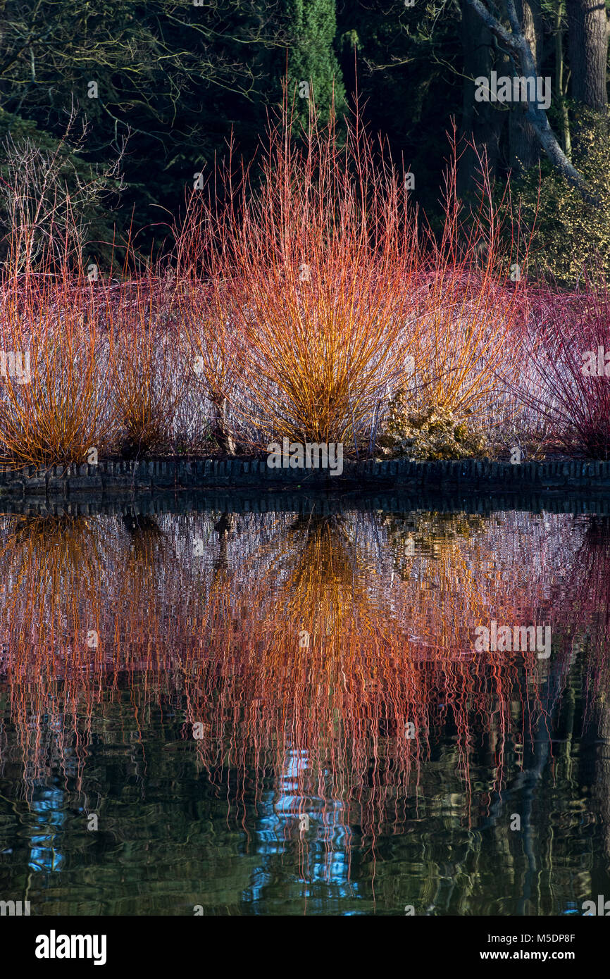 Salix alba var. Vitellina ‘Yelverton’. Golden willow Vitellina ‘Yelverton’ stems in winter reflected in the lake. RHS Wisley gardens, Surrey, England Stock Photo
