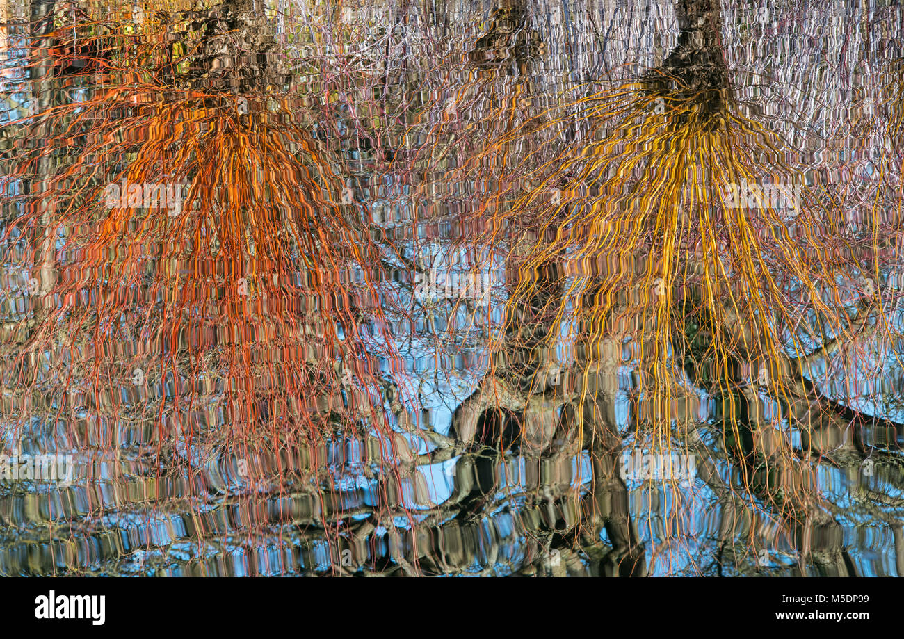 Salix alba var. Vitellina ‘Yelverton’. Golden willow Vitellina ‘Yelverton’ stems in winter reflected in a lake. RHS Wisley gardens, Surrey, England Stock Photo