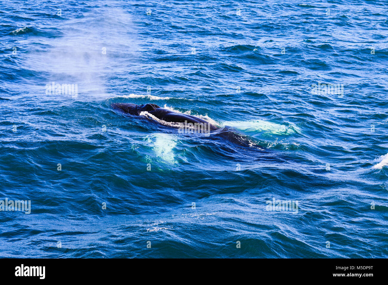 Humpback whale blowing out air getting ready to dive Stock Photo - Alamy