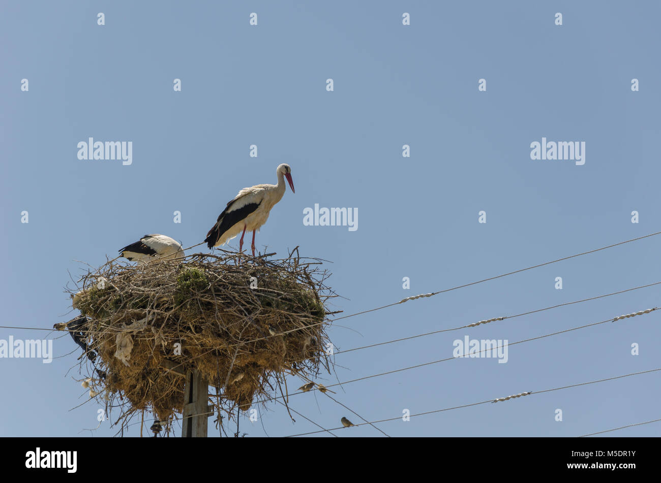 Two migratory birds nesting on electric pole, stork, in the spring. Kutahya in Turkey Stock