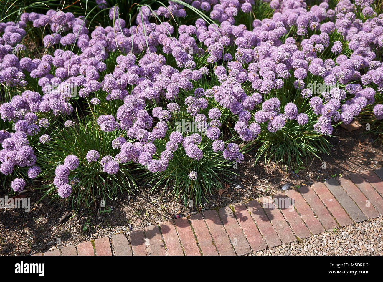 Allium senescens blooming Stock Photo