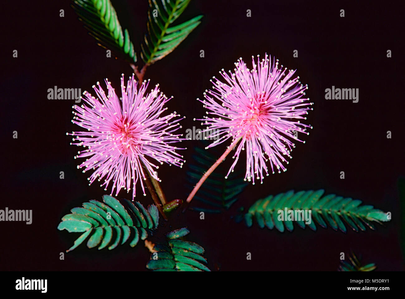Shameplant, Mimosa pudica, Fabaceae, blossoms, inflorescence, flower, invasive plant, plant, Singapore Stock Photo