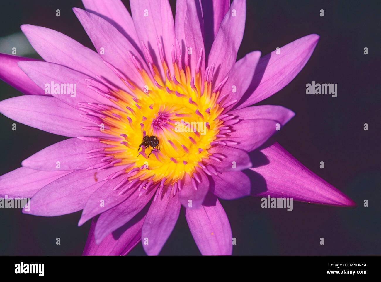 Star-lotus, Nymphaea nouchali, Nymphaceaceae, Water lily, Blüte, blühend, Blume, Pflanze, Bee, insect, Botanischer Garten, Singapore Stock Photo
