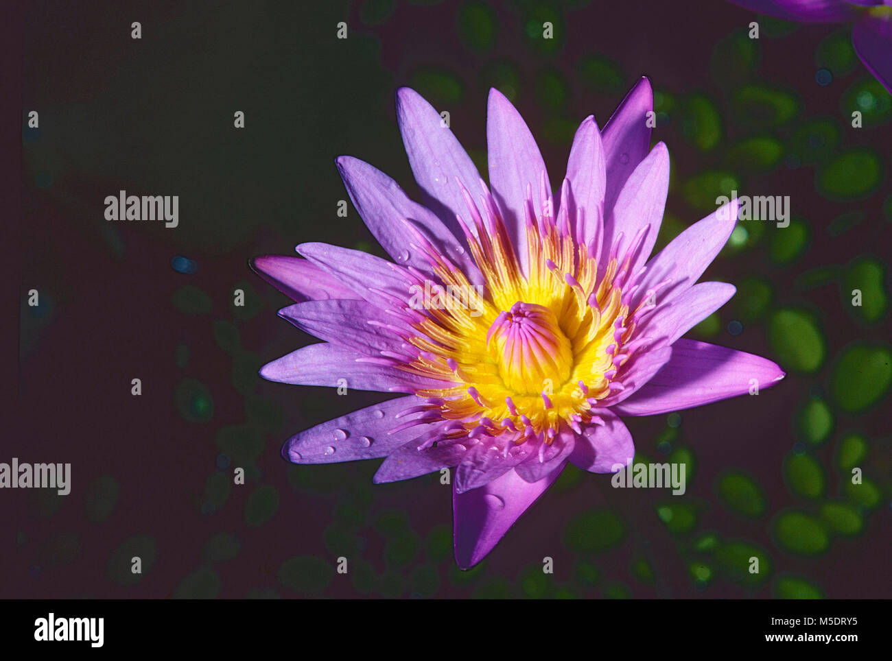 Star-lotus, Nymphaea nouchali, Nymphaceaceae, Water lily, Blüte, blühend, Blume, Pflanze, Botanischer Garten, Singapore Stock Photo