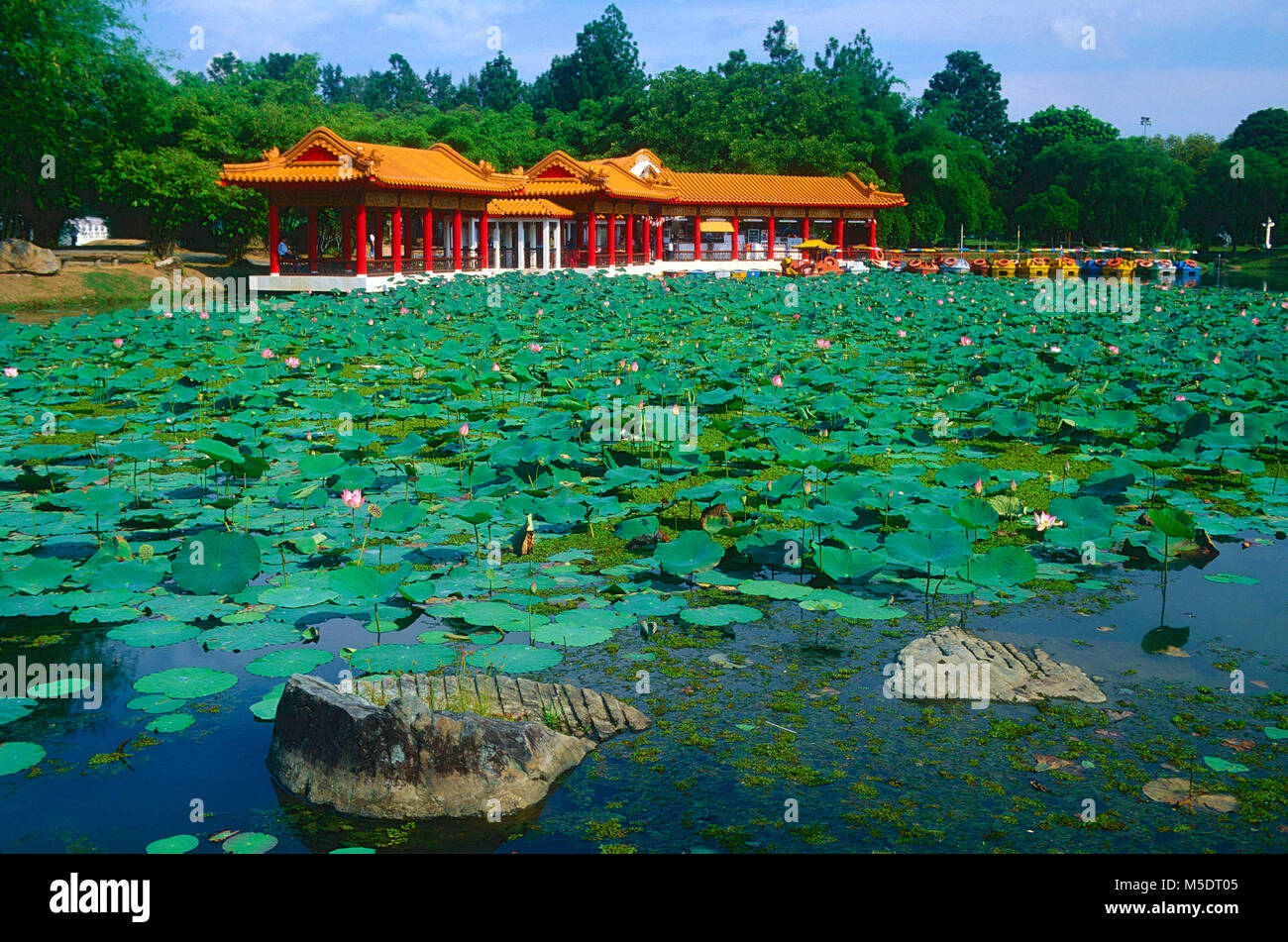 Chinese garden, temple, pond, Indian Lotus, blooming, Nelumbo nucifera, Nelumbonaceae, flower, water plant, plant, Singapore Stock Photo