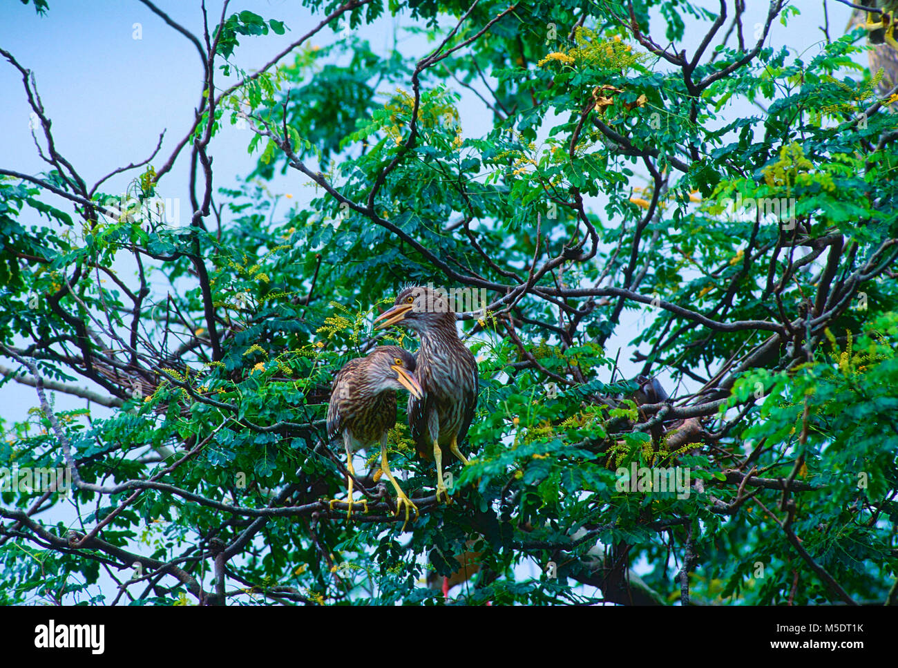 Black-crowned Night-Heron, Nyticorax nycticorax, Ardeidae, fledgling juvenile, bird, animal, Singapore Stock Photo