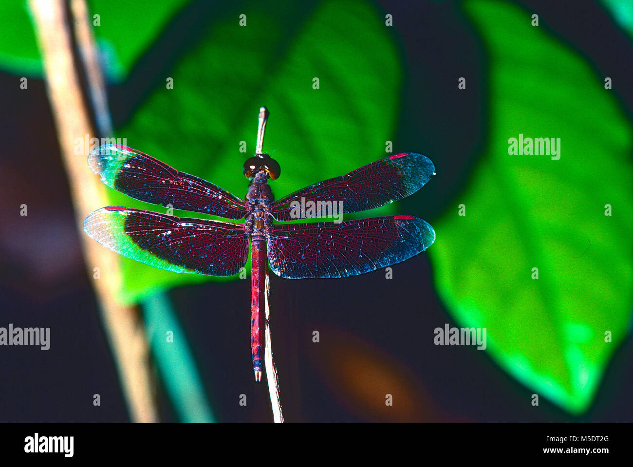 Common Parasol, Neothermis fluctuans, Libellulidae, dragonfly, insect