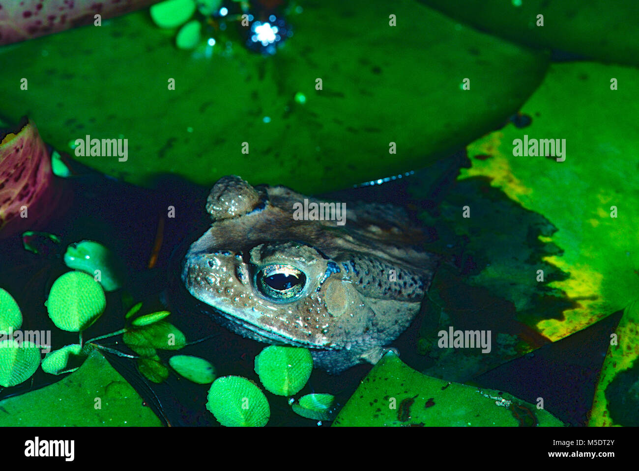 Asian common Toad, Duttaphrynus melanostictus, Bufonidae, Toad, amphibian, animal, Botanic Garden, Singapore Stock Photo