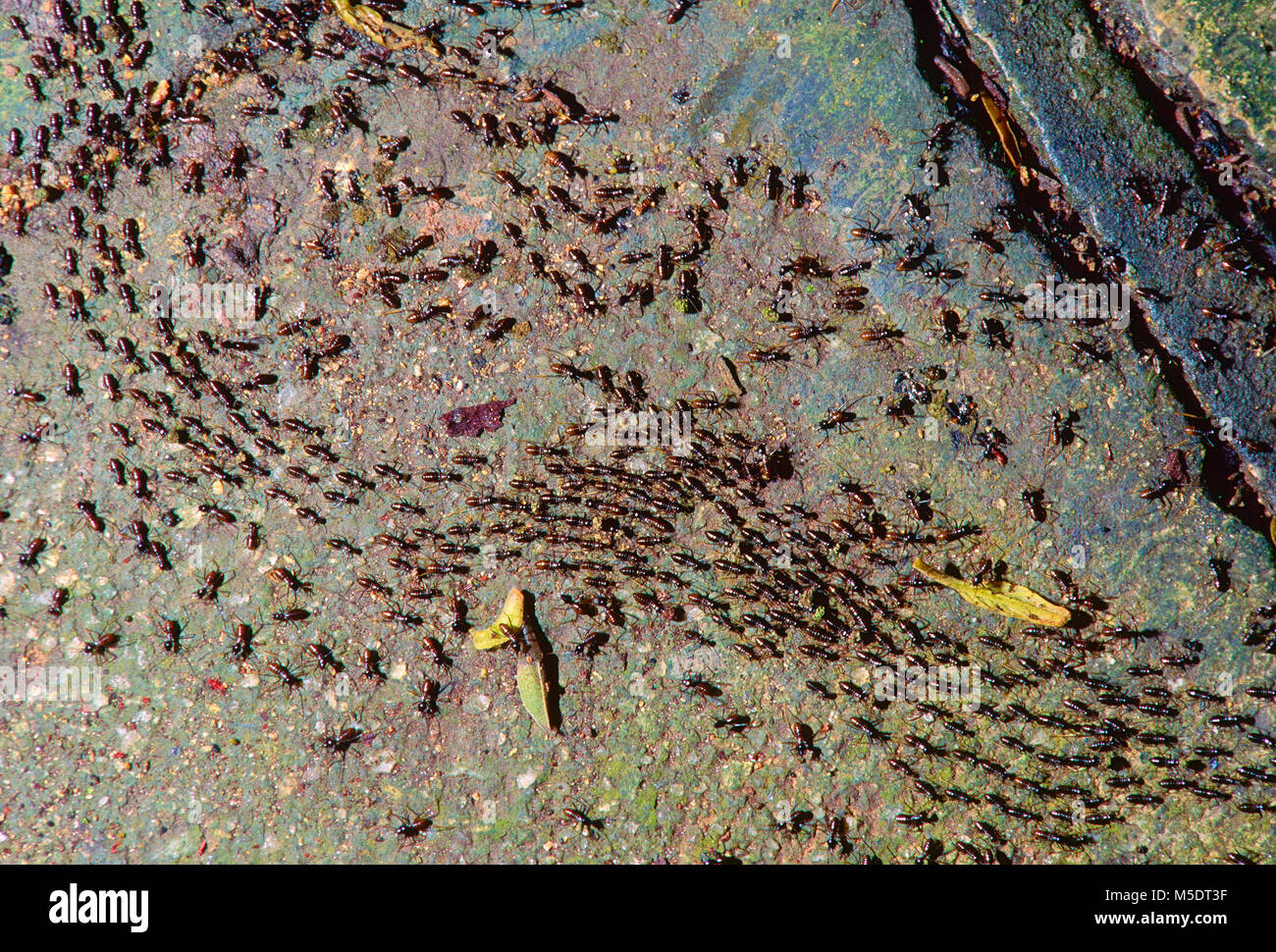 Insect migration hi-res stock photography and images - Alamy