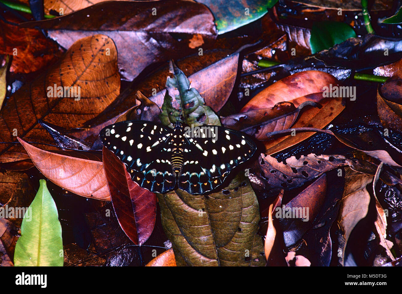 Archduke, Euthalia dirtea, Nymphalide, butterfly, in dead leaves, female, insect, animal, Singapore Stock Photo