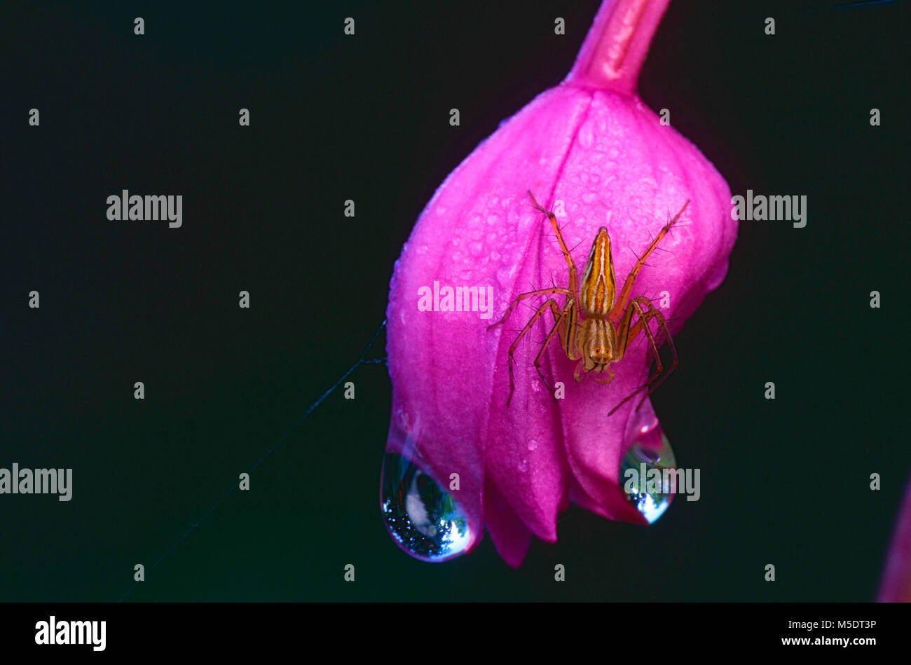 Spider, Arachnida, spider spec., blossom, red, insect, animal, Singapore Stock Photo