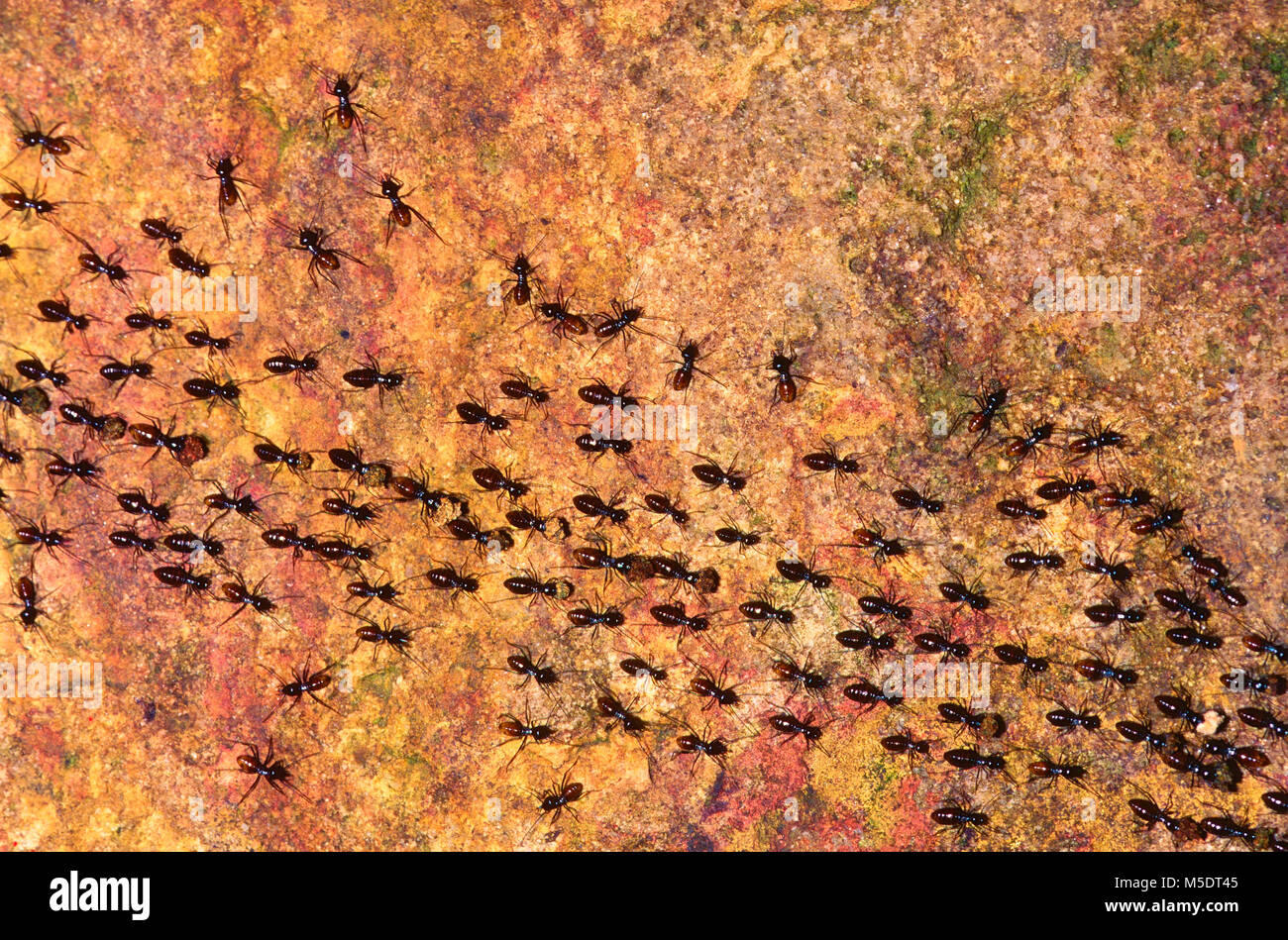 Insect migration hi-res stock photography and images - Alamy