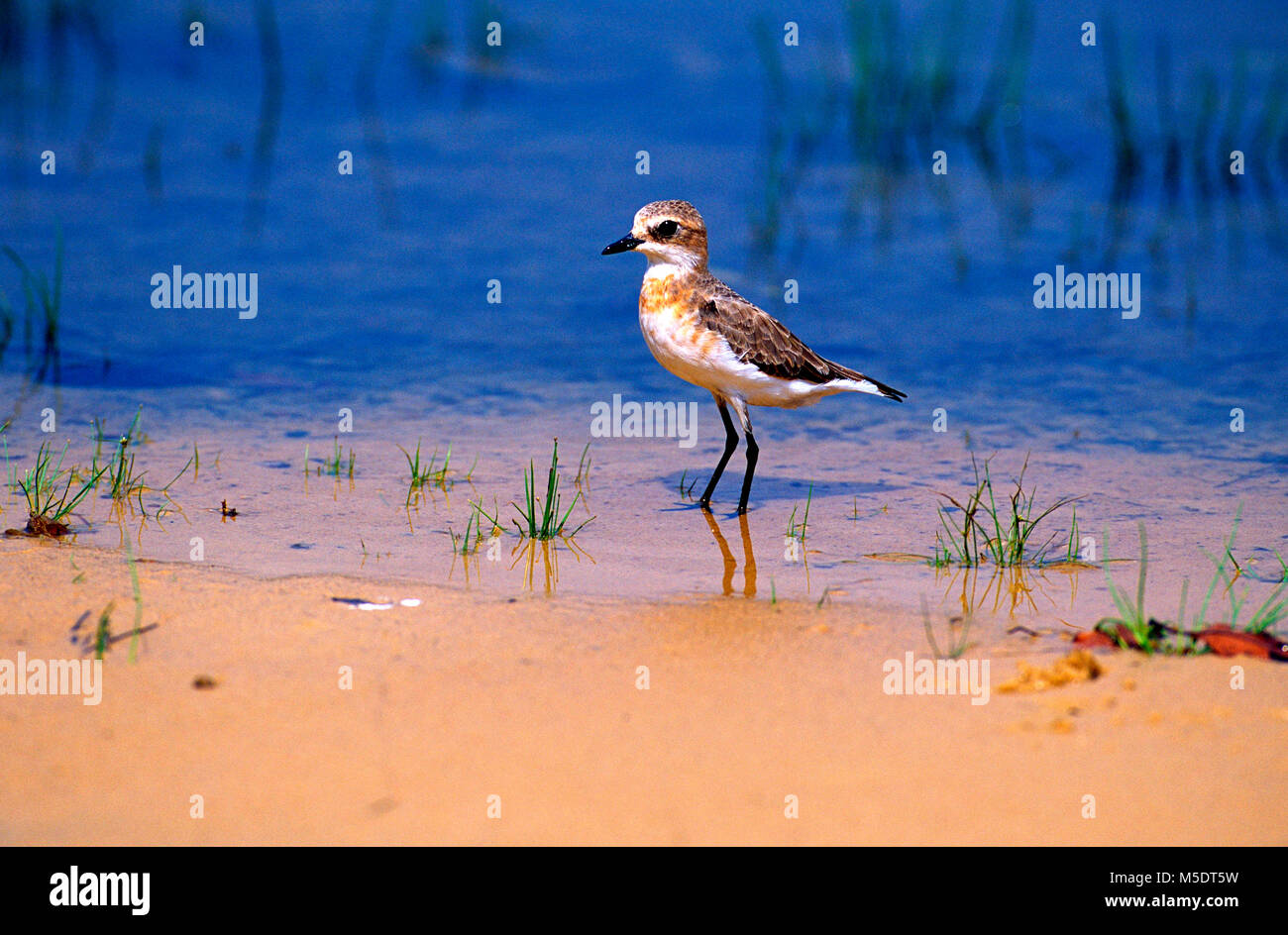 Lesser Sandplover, Charadrius mongolus, Charadriidae, Plover, bird, animal, Sri Lanka Stock Photo