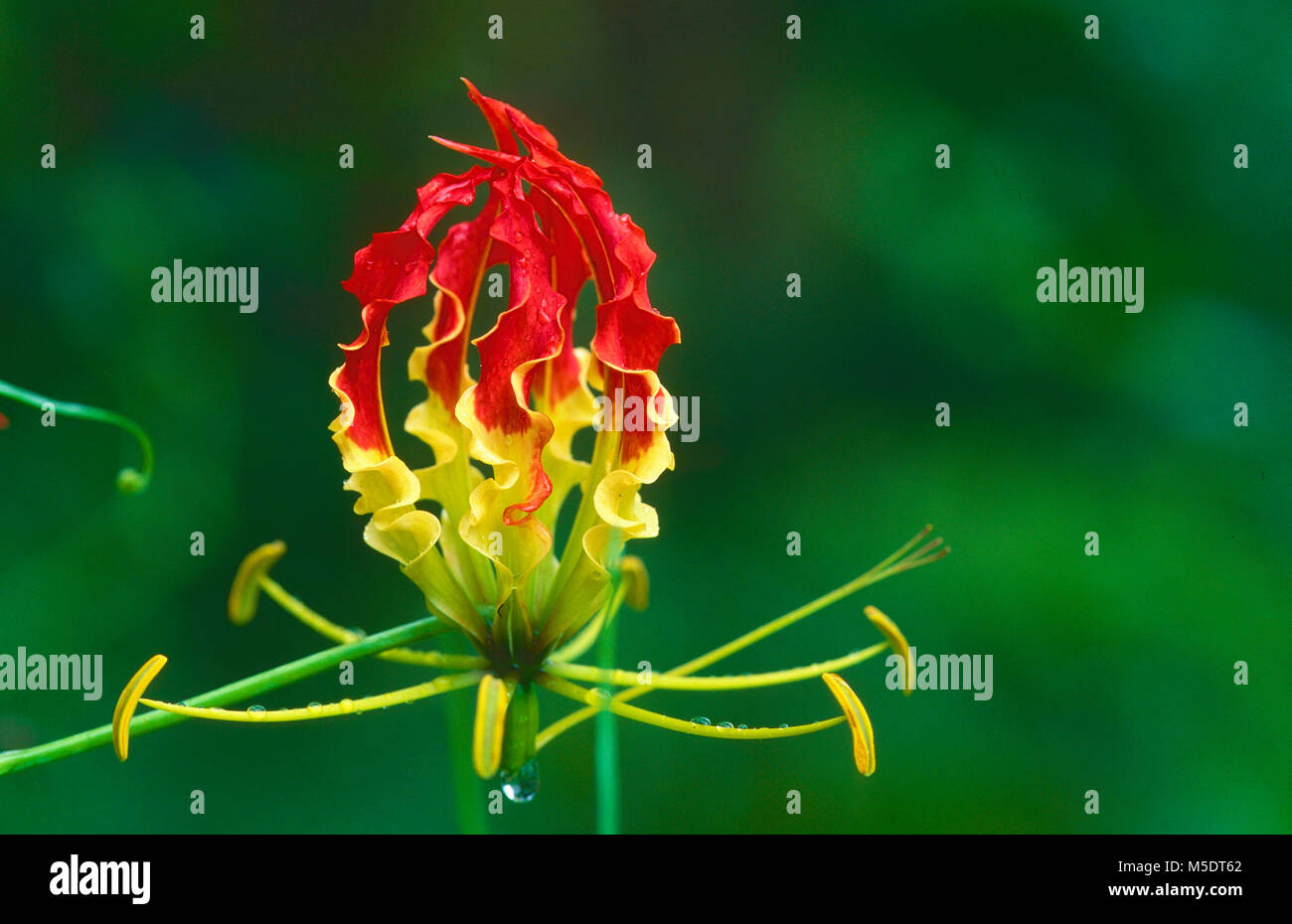 Flame Lily, Gloriosa superba, Colchicaceae, blossom, detail, raindrops, flower, wild flower, plant, Sri Lanka Stock Photo