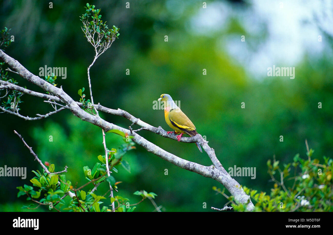 Orange-breasted Green Pigeon, Treron bicinctus, Columbidae, Pigeon, bird, animal, Sri Lanka Stock Photo