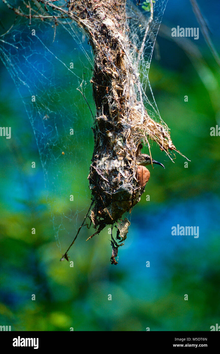 Loten's Sunbird, Cinnyris lotensis, Nectariniidae, Sunbird, nest, in spiderweb, female, breeding, bird, animal, Sri Lanka Stock Photo