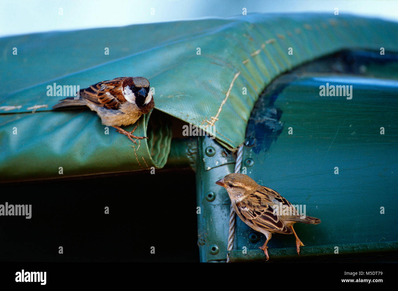 House Sparrow, Passer domesticus, Passeridae, Sparrow, male, female, couple, bird, animal, on car, Yala National Park, Sri Lanka Stock Photo