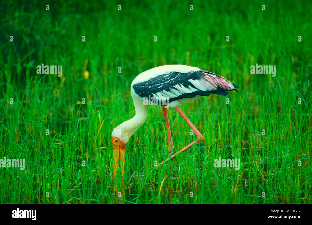 Painted Stork, Mycteria leucocephala, Ciconiidae, Stork, bird, animal