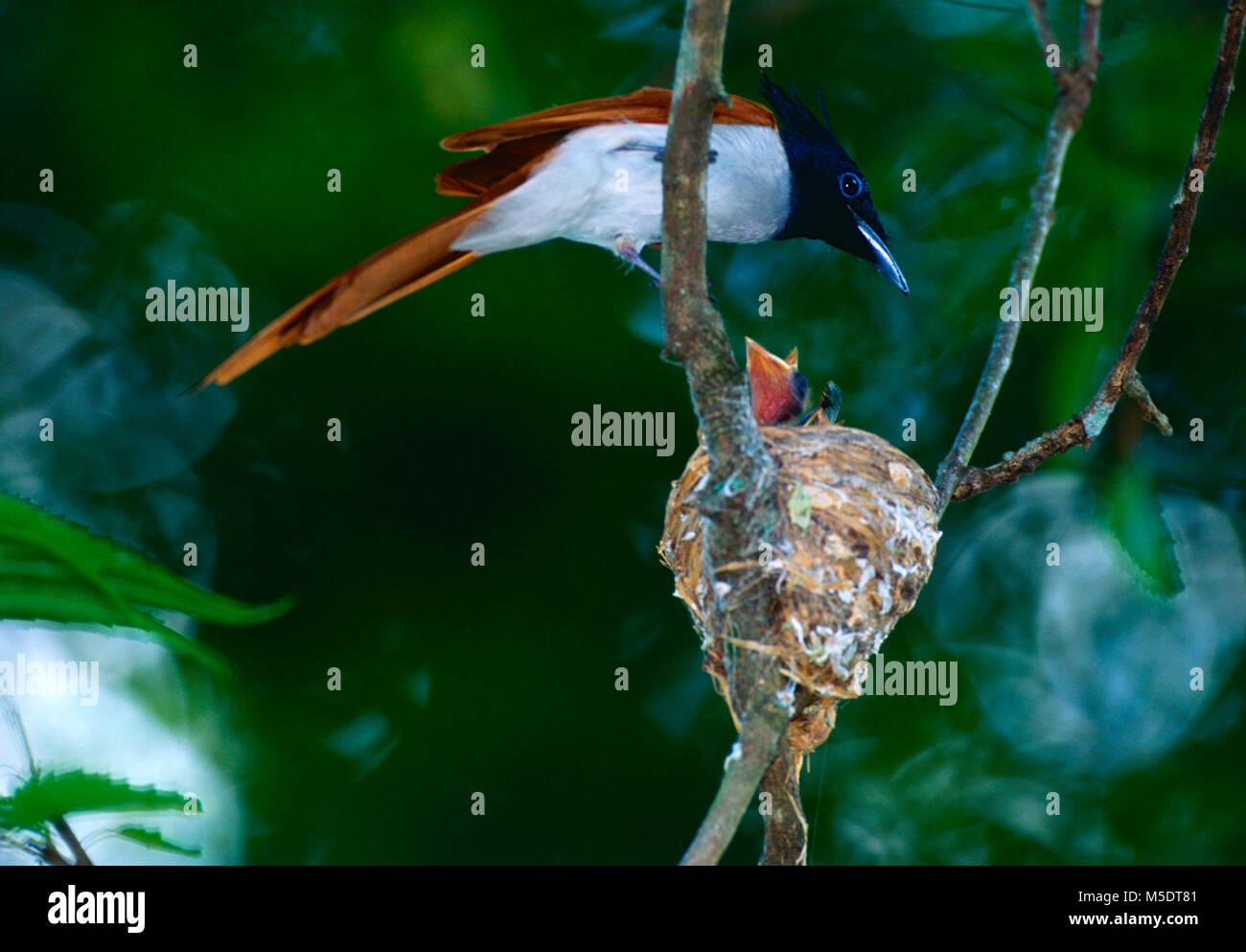 Asian Paradise-flycatcher, Tersiphone paradisi, Monarchidae, female, nestling, nest, bird, animal, Sri Lanka Stock Photo