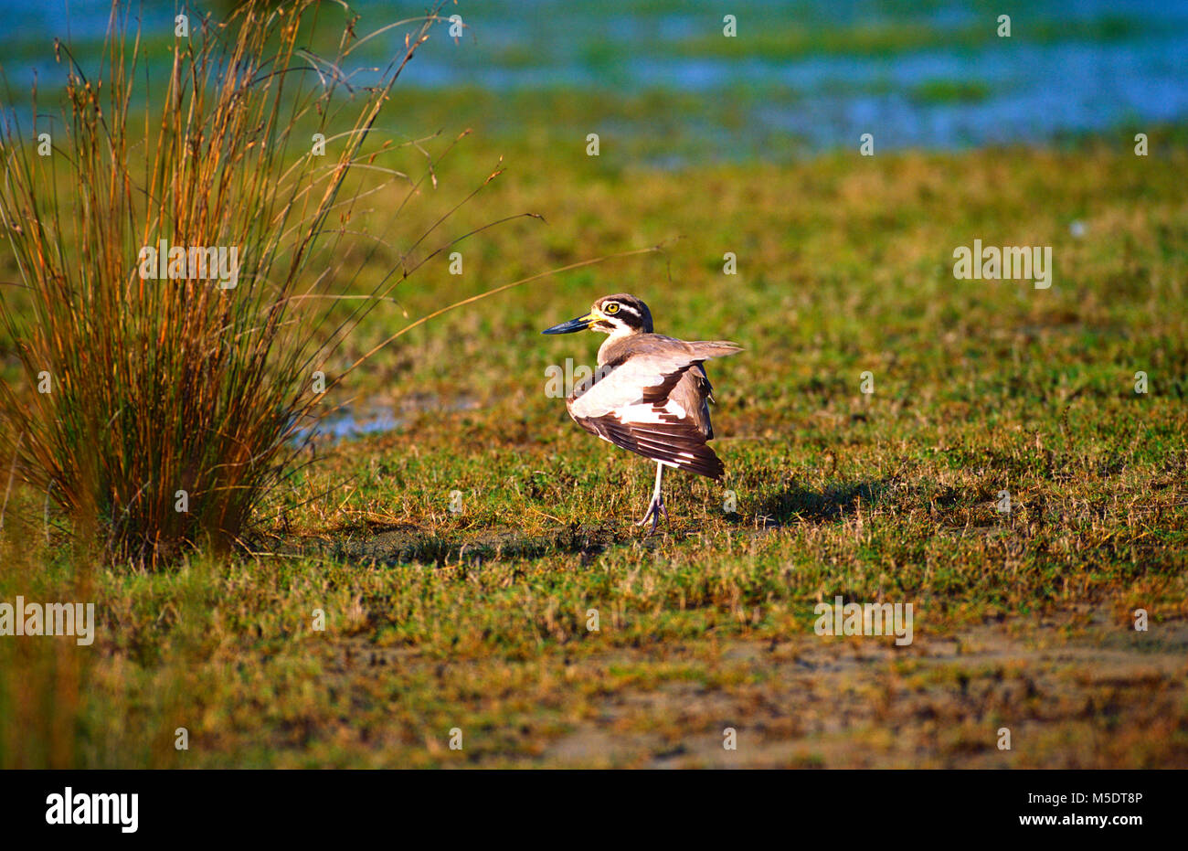 Great Thick-knee, Esacus recurvirostris, Burhinidae, Thick-knee, bird, animal, Sri Lanka Stock Photo