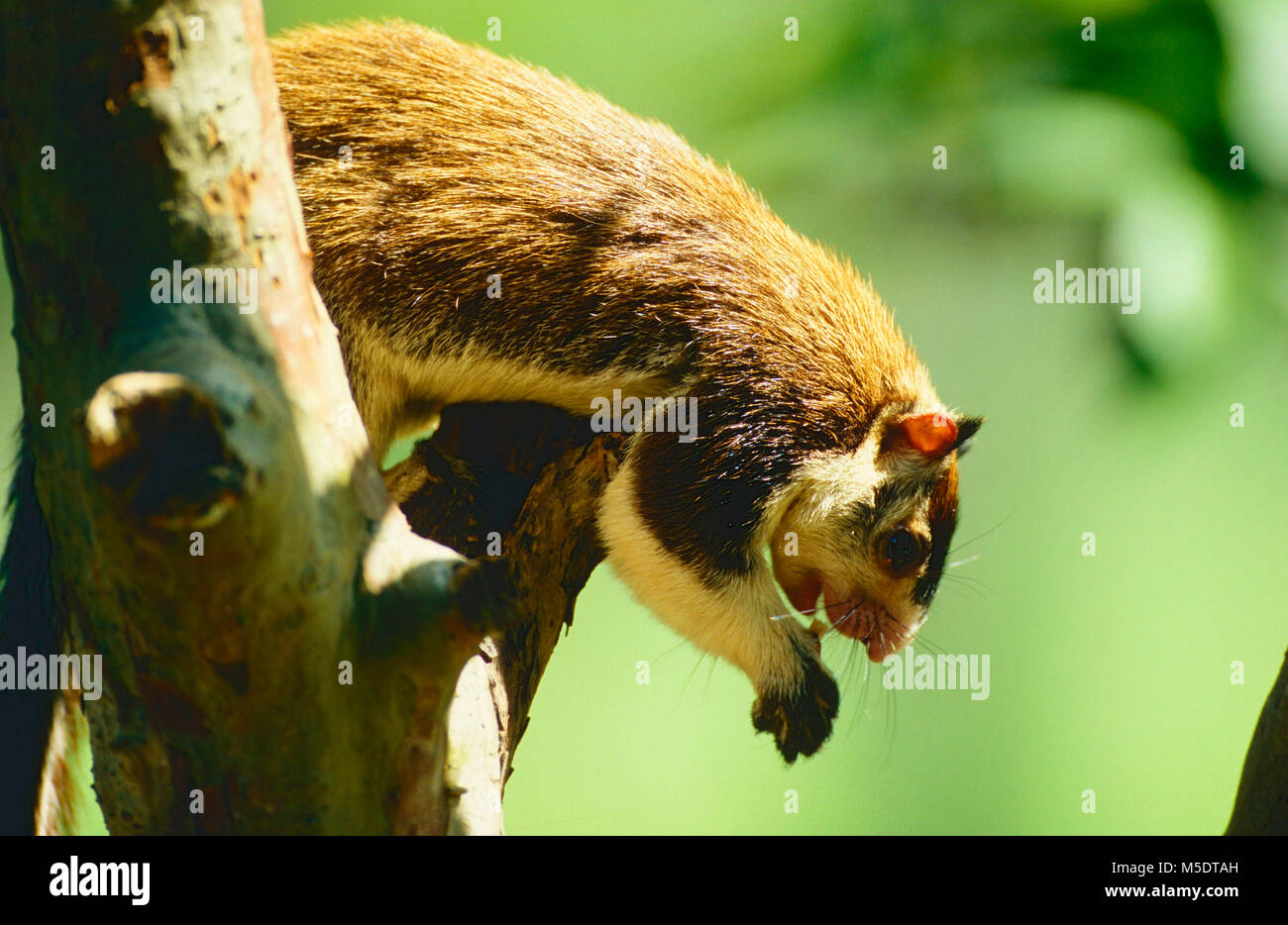 Grizzeled giant Squirrel, Ratufa macroura, Sciuridae, Giant Squirrel, Squirrel, Rodent, animal, mammal, Uda Walawe National Park, Sri Lanka Stock Photo