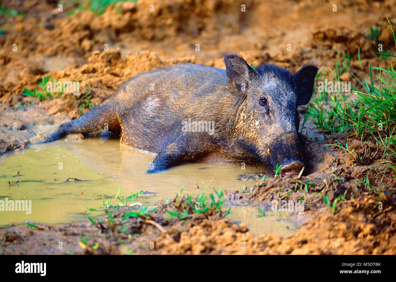 Wild Boar, Sus scrofa, Suidae, Boar, animal, mammal, wallowing,Yala National Park, Sri Lanka Stock Photo