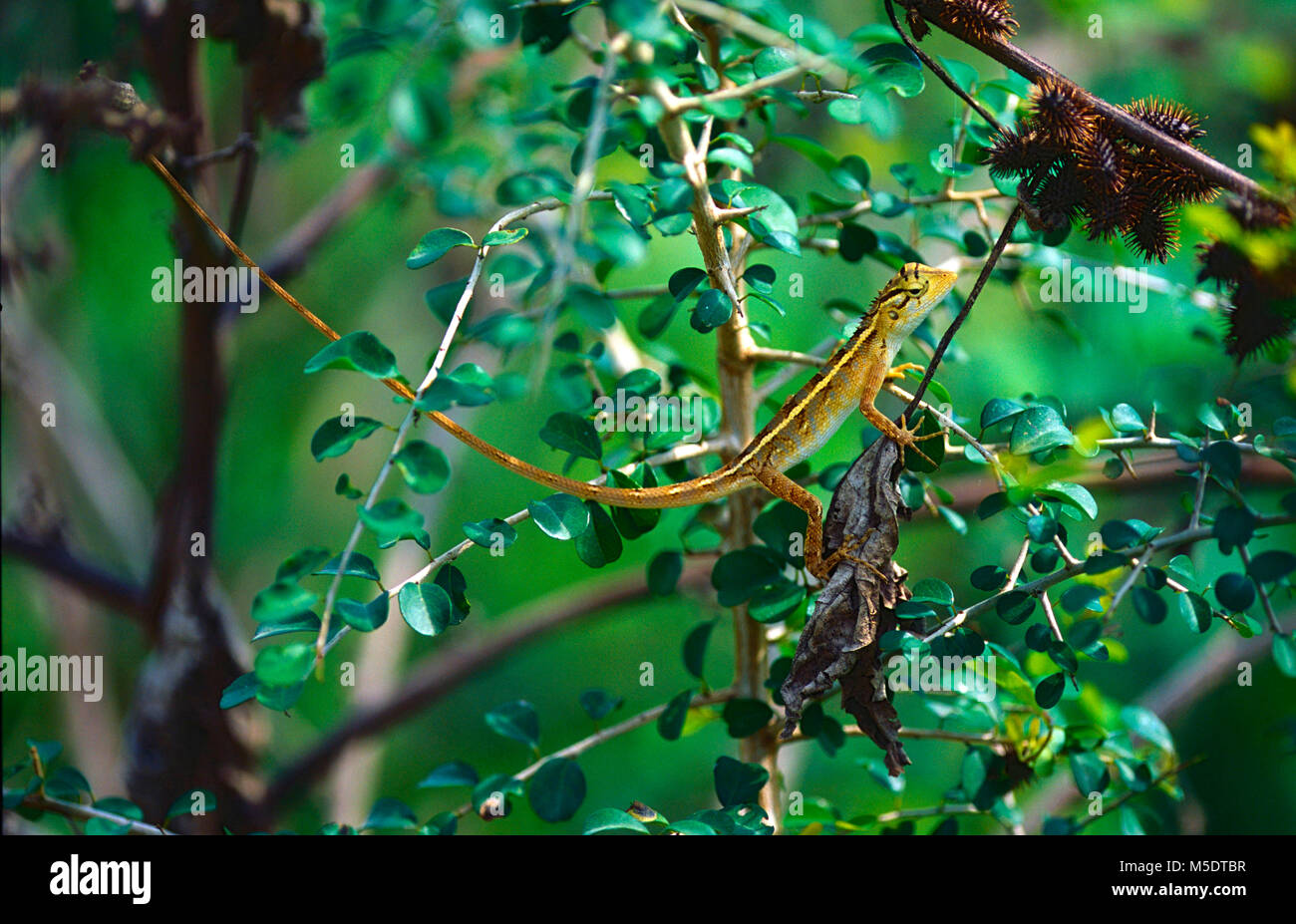 Wiegmann's Agama, Otocryptis wiegmanni, Agamidae, Lizard, reptile, animal, Sri Lanka Stock Photo