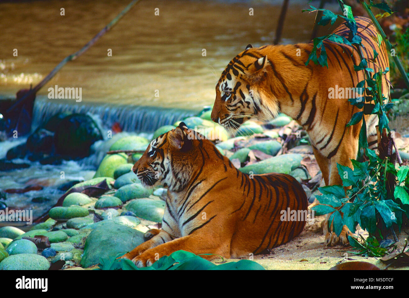 Sumatran Tiger, Panthera tigris sondaica, Felidae, Tiger, predator, animal, mammal, captive, Zoo, Singapore Stock Photo