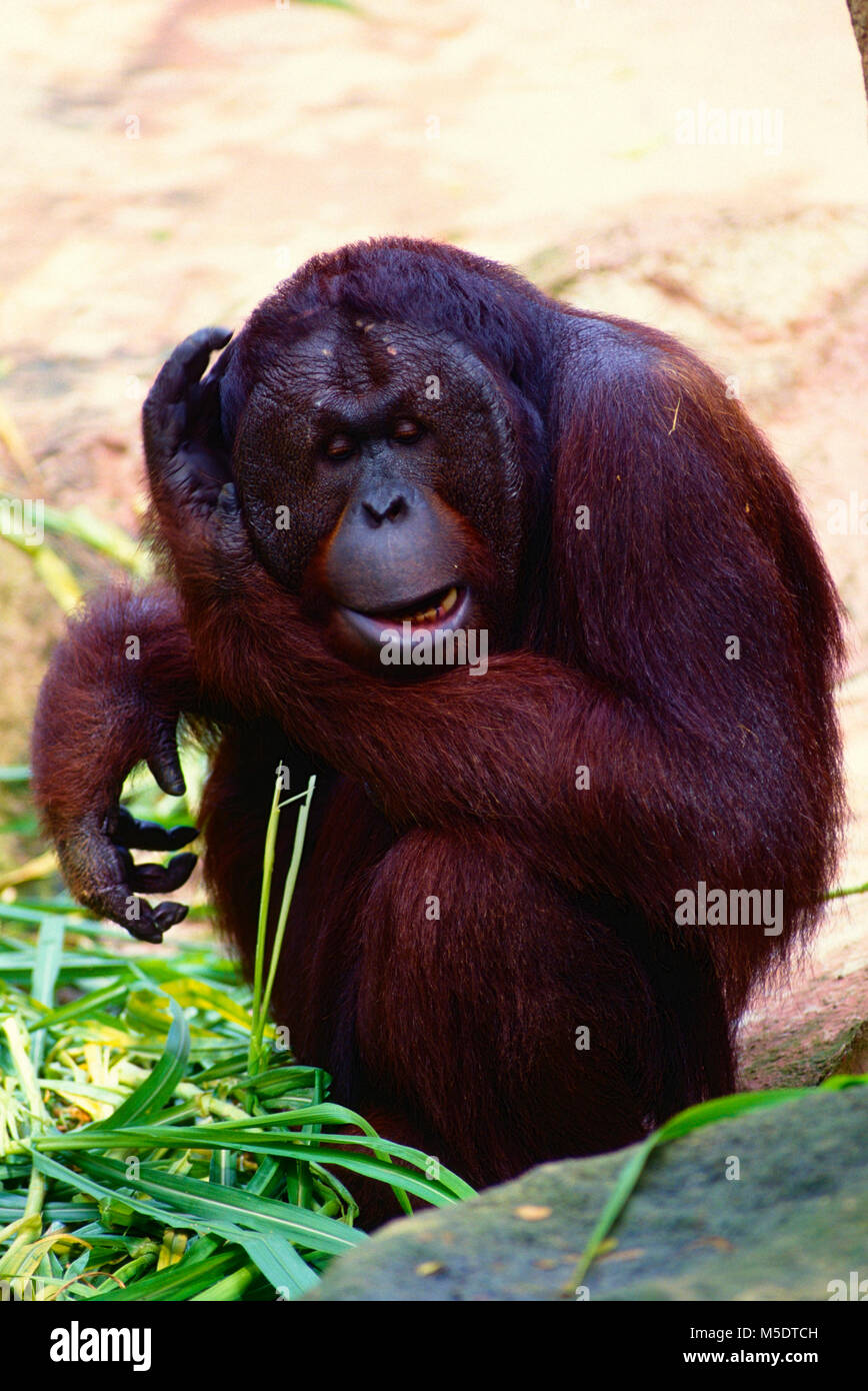 Orangutan, Pongo pygmaeus, Hominidae, Ape, animal, mammal, captive, Zoo, Singapore Stock Photo