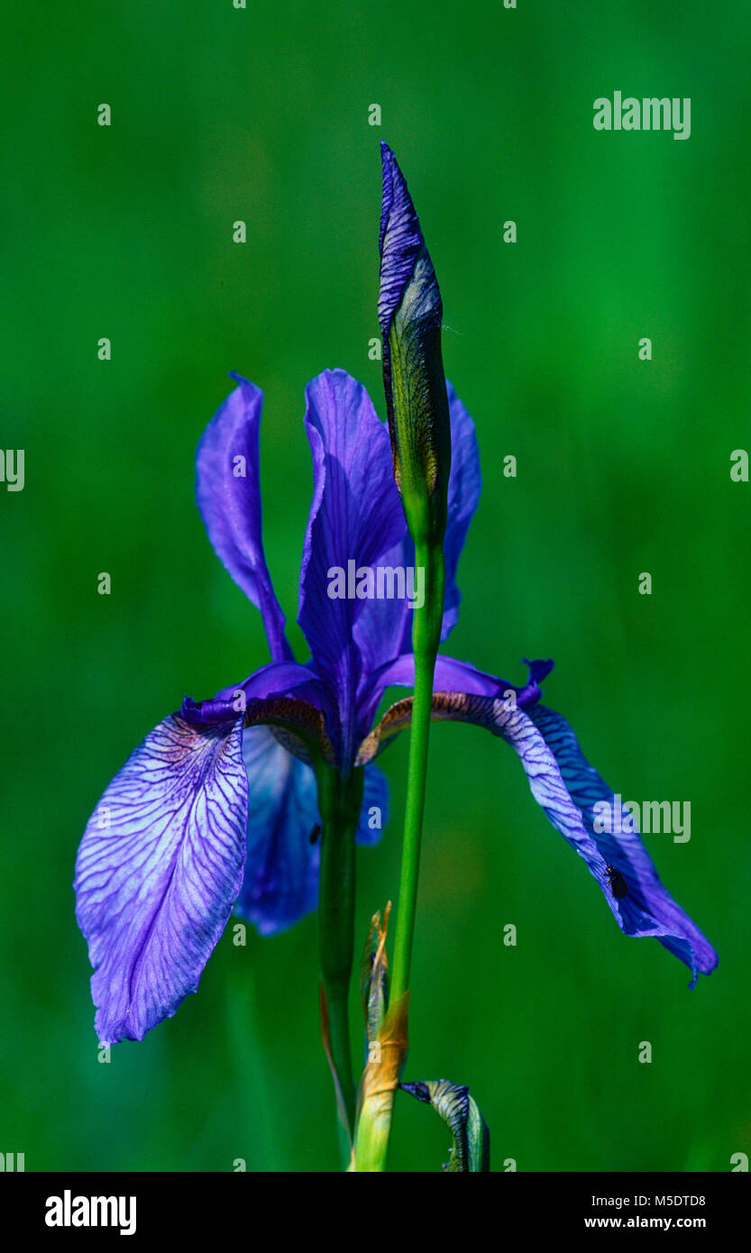 Sibirian Iris, Iris sibirica, Iris, inflorescence, blossoms, flower, wild flower, plant, delta of Rhine river, Fussach, Vorarlberg, Austria Stock Photo