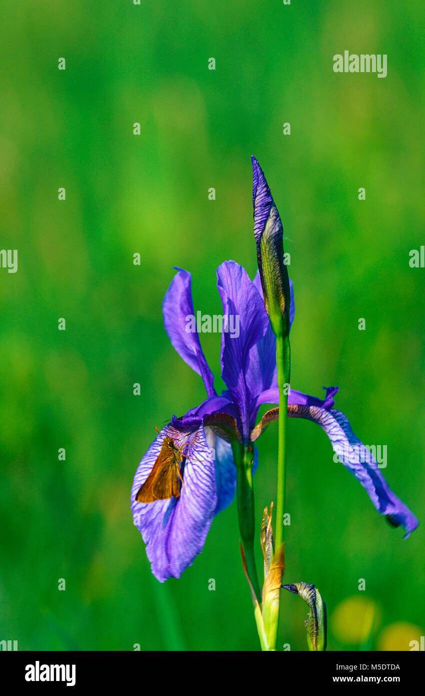 Sibirian Iris, Iris sibirica, Iris, inflorescence, blossoms, flower, wild flower, plant, Skipper, moth, insect, delta of Rhine river, Fussach, Vorarlb Stock Photo