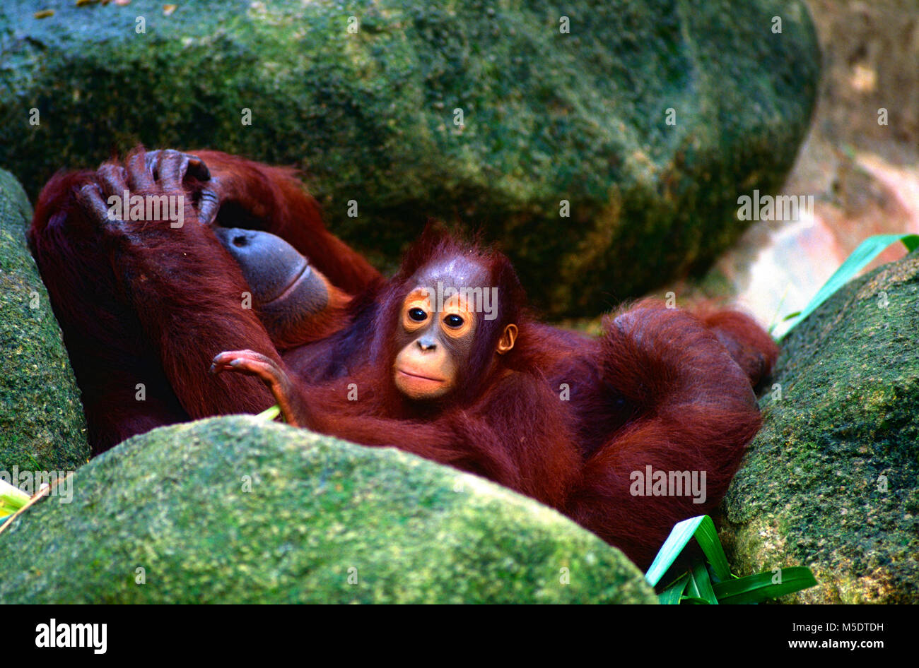 Orangutan, Pongo pygmaeus, Hominidae, ape, mother, baby, animal, mammal, captive, Zoo, Singapore Stock Photo
