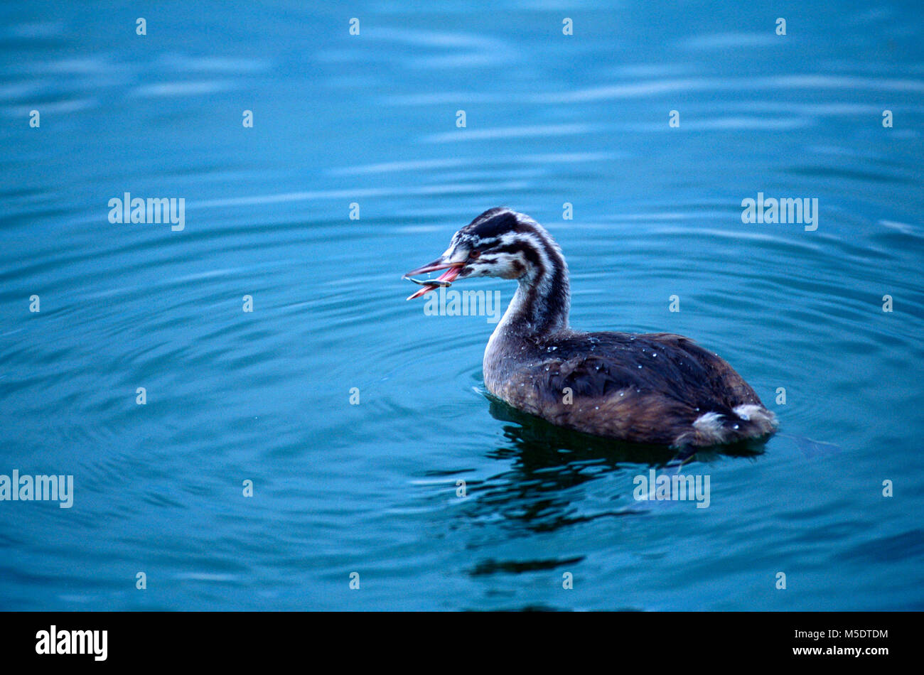 Great Crested Grebe, Podiceps cristatus, Podicepididae, Grebe, with fish, bird, animal, Rapperswil, Lake of Zurich, Canton of St. Gallen, Switzerland Stock Photo