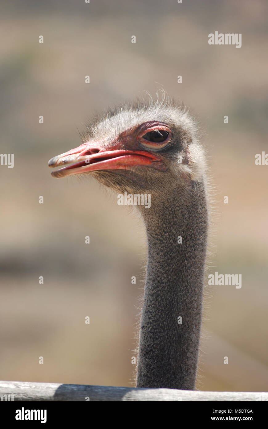 Ostrichd at the Aruba Ostrich Farm in Paradera, Aruba Stock Photo Alamy