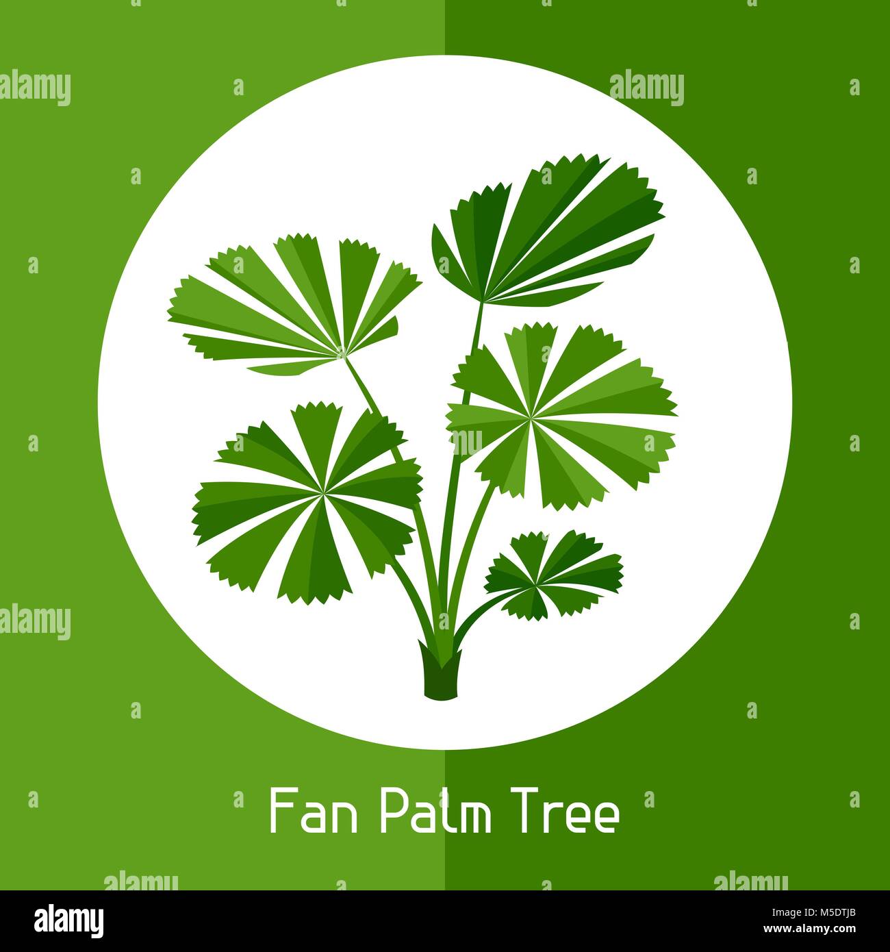 Fan palm tree. Illustration of exotic tropical plant Stock Vector