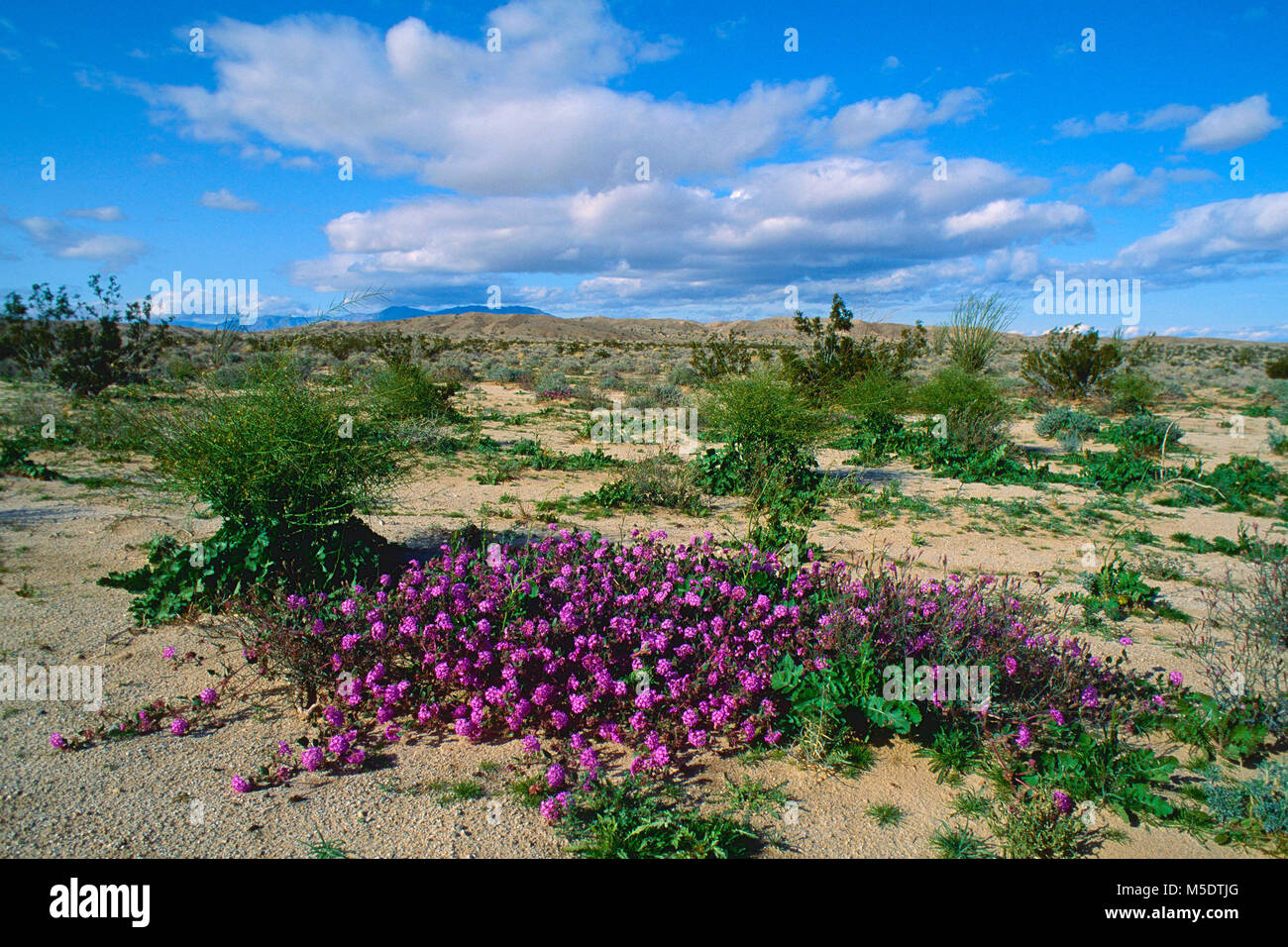 California desert wildflowers hi-res stock photography and images - Alamy