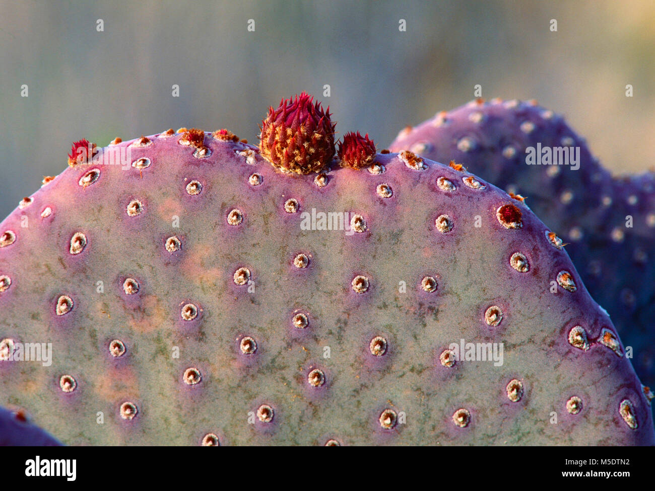 Beavertail Cactus, Opuntia basilaris, Cactaceae, detail, bud, plant, wild plant, Anza-Borrego Desert State Park, California, USA Stock Photo