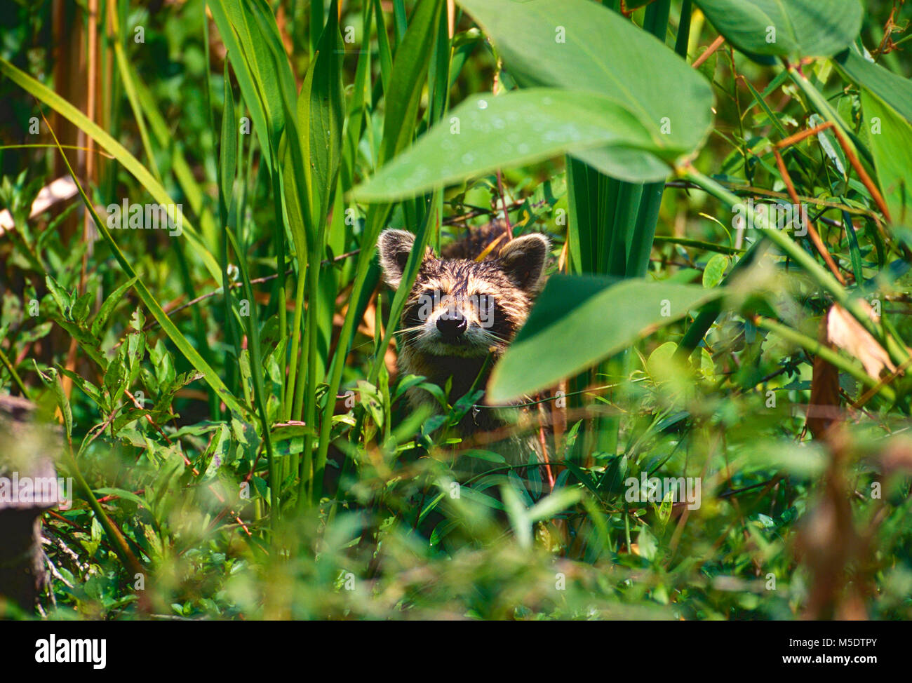 Common Raccoon, Procyon lotor, Procyonidae, cub, mammal, animal, swamp, Everglades National Park, Florida, USA Stock Photo