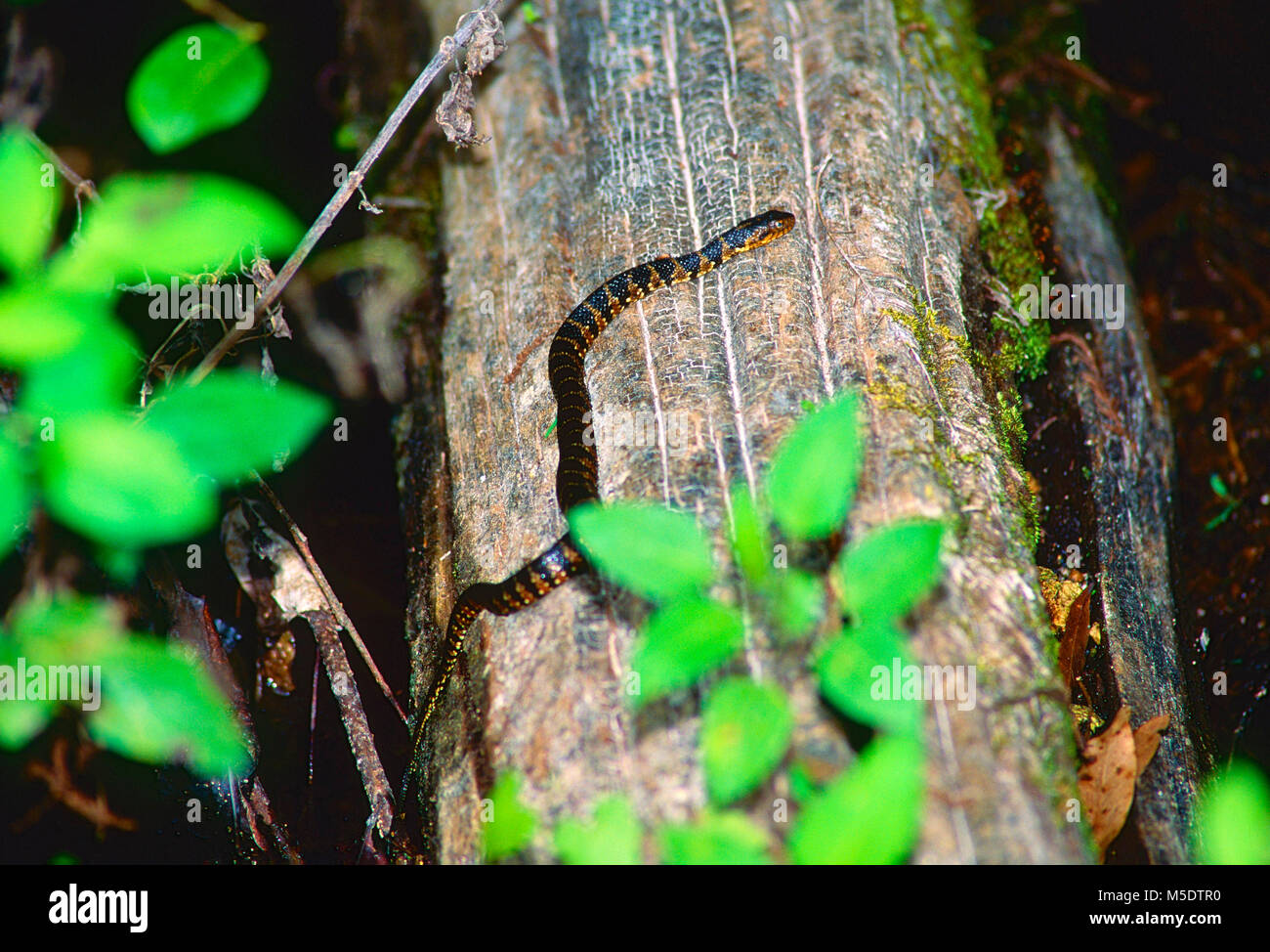Banded Watersnake, Nerodia fasciata, Colubridae, snake, reptile, animal, Everglades National Park  Florida, USA Stock Photo