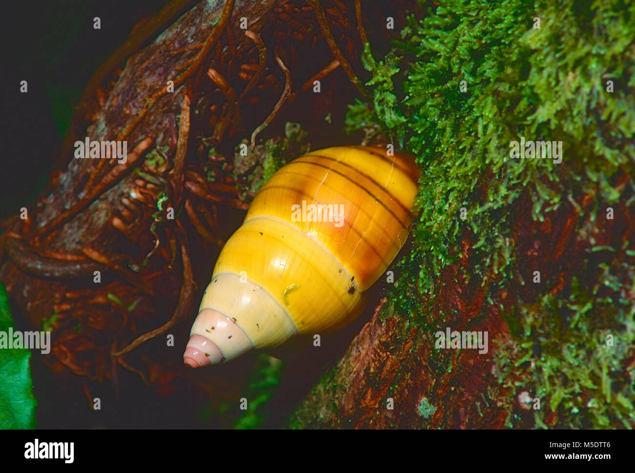 Liguus Tree Snail, Liguus fasciatus, Orthalicidae, Tree Snail, Snail