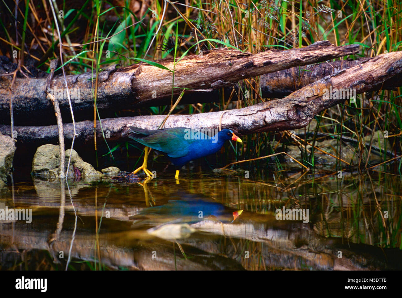 Purple Gallinule, Porphyrio martinica, Rallidae, rail, bird, animal, Everglades National Park, Florida Stock Photo